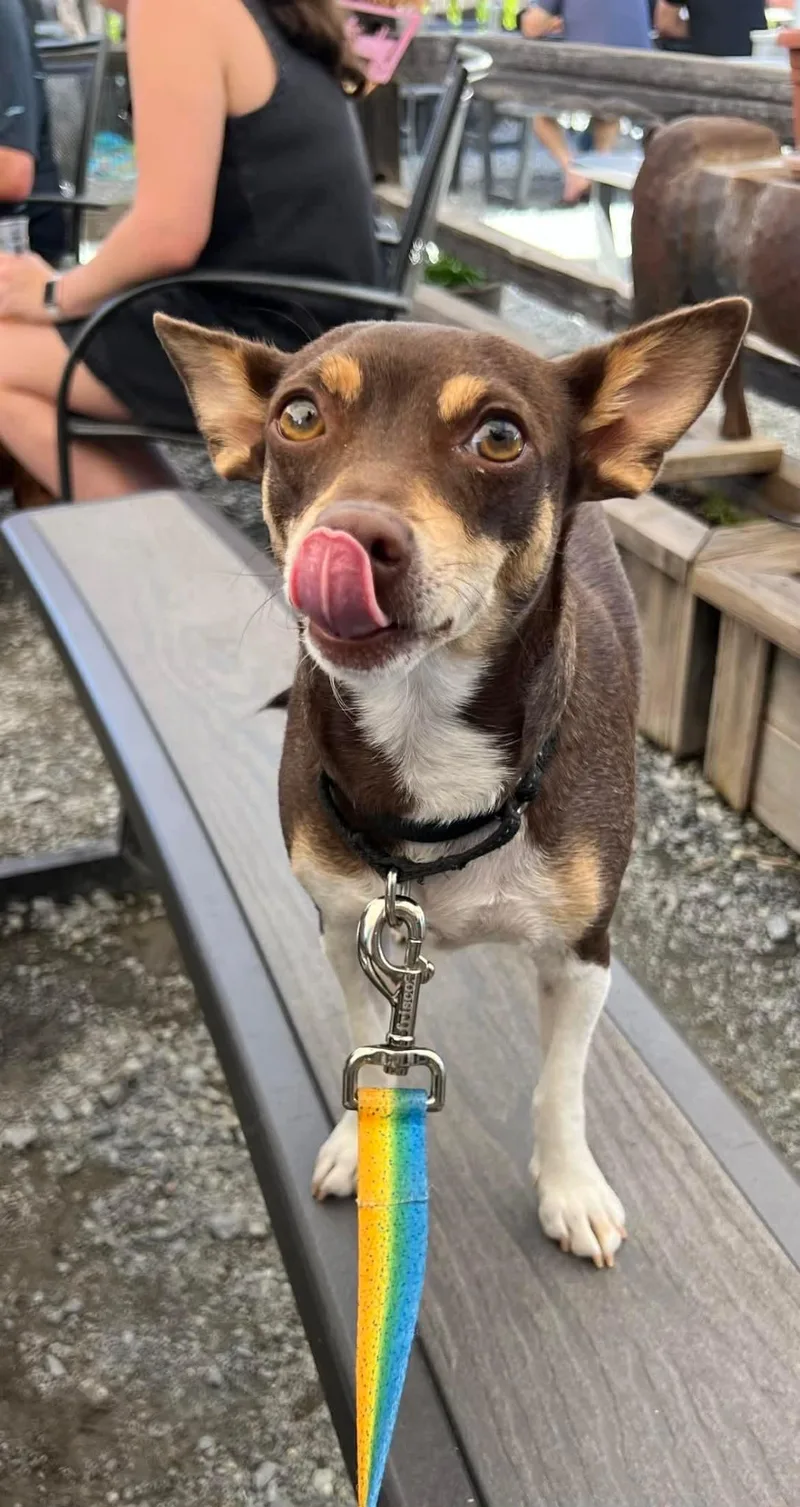 Duchess Fiona! thumbnail 4