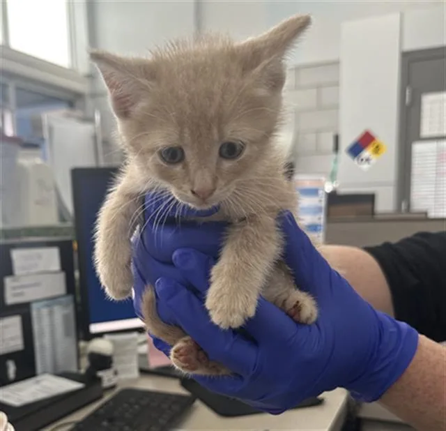 A baby medium-sized male Domestic Short Hair cat named Seashell for adoption in Dallas, TX