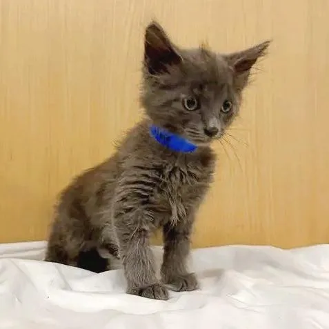 A baby small-sized male Domestic Medium Hair cat named Sterling for adoption in Saint Louis, MO