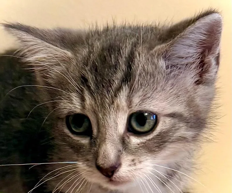 A baby medium-sized female Domestic Short Hair cat named Mercy for adoption in New York, NY
