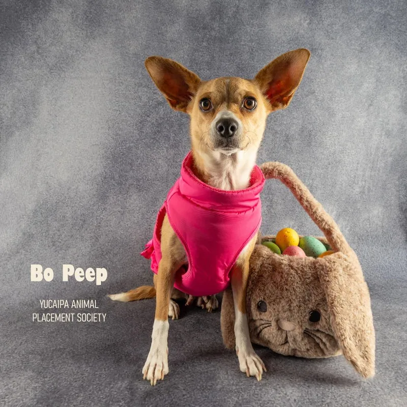 Bo Peep thumbnail 5