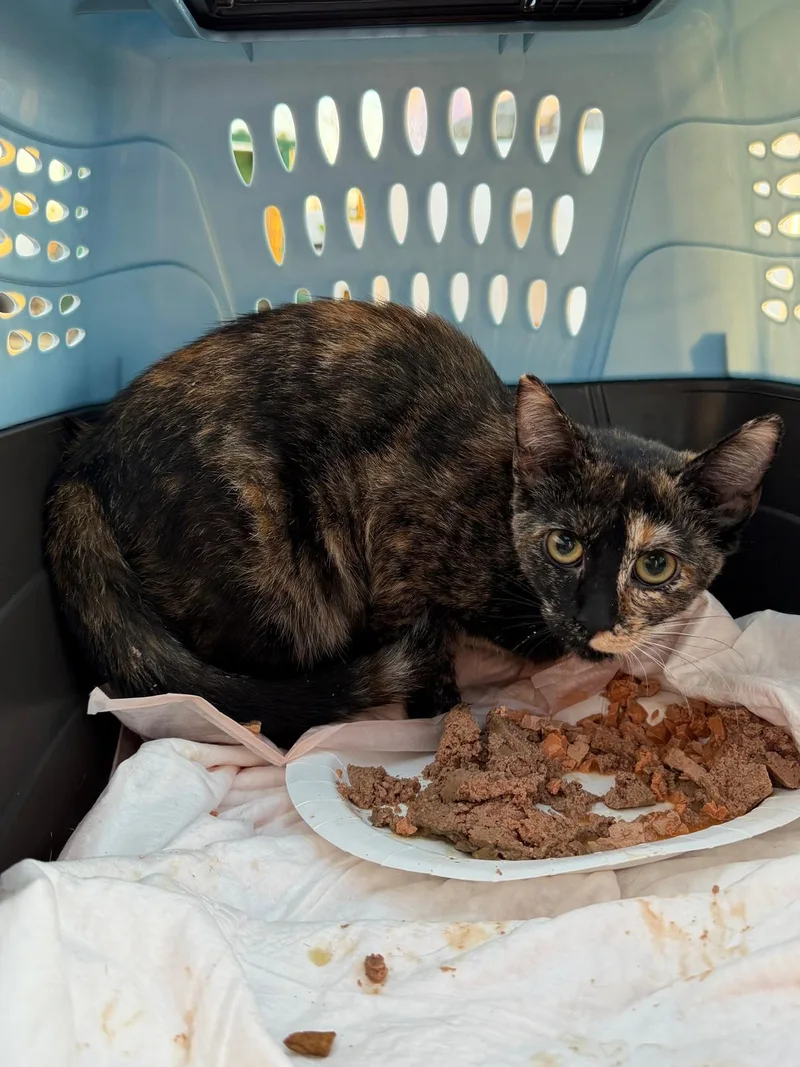 A baby small-sized female Tortoiseshell cat named Pebble for adoption in Perth Amboy , NJ