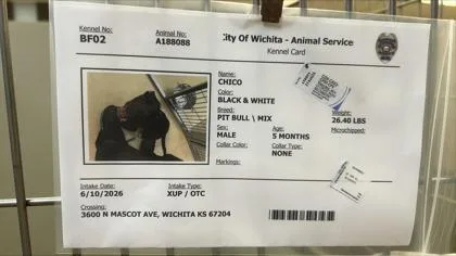 Chico