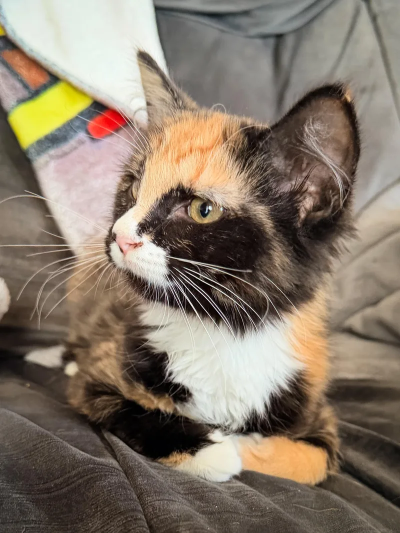 A baby medium-sized female Calico Domestic Long Hair cat named Pepsi for adoption in Philadelphia, PA