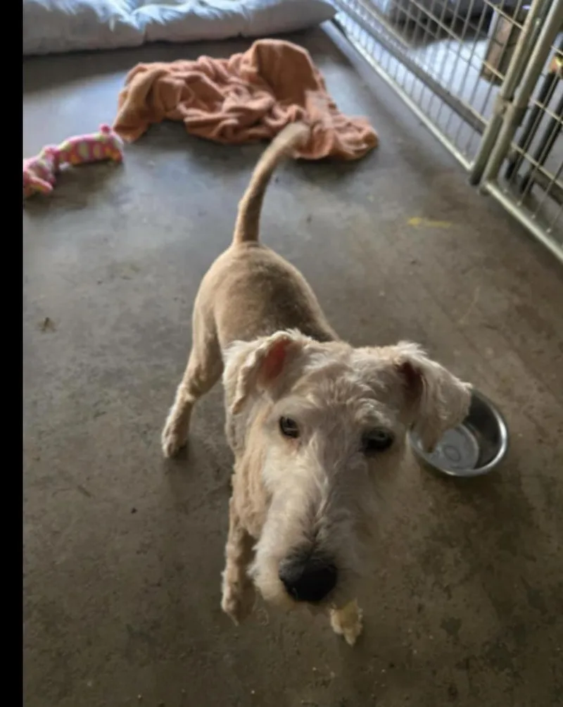A senior small-sized female Lakeland Terrier dog named Tammy for adoption in Holly Springs, NC