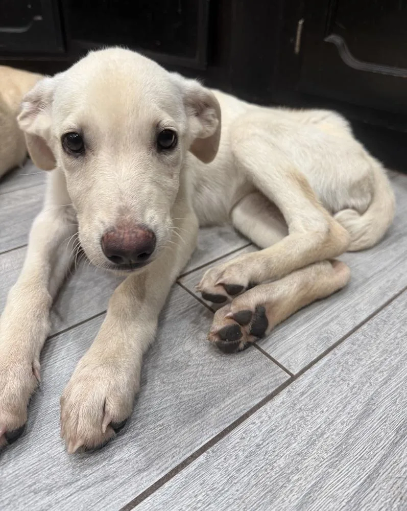 A baby large-sized female Labrador Retriever dog named Ivy for adoption in Warr Acres, OK