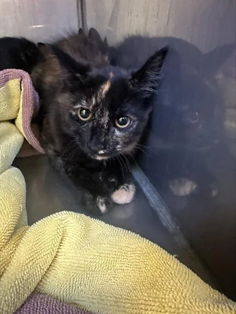 A baby medium-sized female Domestic Medium Hair cat named Freckle for adoption in Santa Cruz, CA