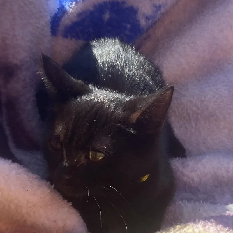 A baby small-sized female Black Domestic Short Hair cat named Klaus for adoption in Carmel, IN