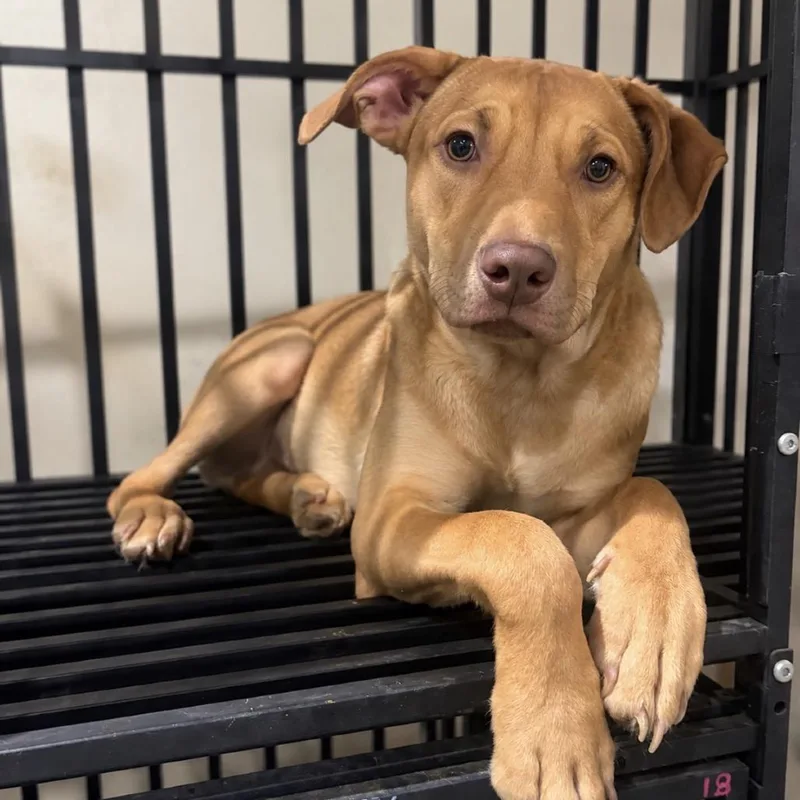 A young medium-sized male Red / Chestnut / Orange Pit Bull Terrier dog named Gilbert for adoption in Mokena, IL