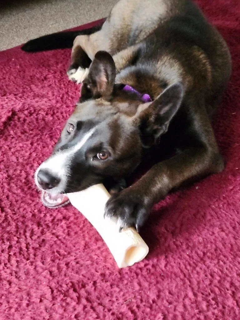 A young medium-sized female Border Collie dog named Ansley for adoption in Red Hook, NY