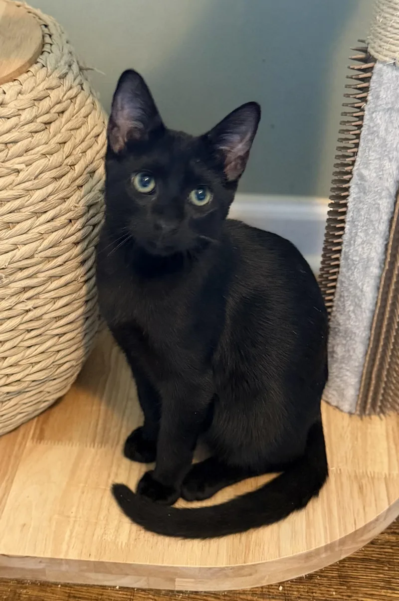 A baby medium-sized male Black Domestic Short Hair cat named Kuro for adoption in Hixson, TN