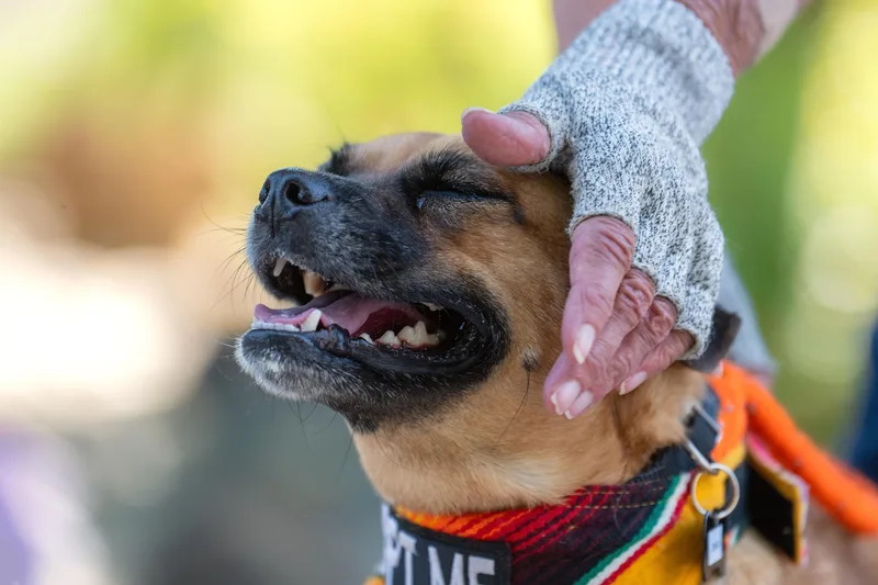 A young medium-sized female Yellow / Tan / Blond / Fawn Pug dog named Chata for adoption in Santa Rosa, CA
