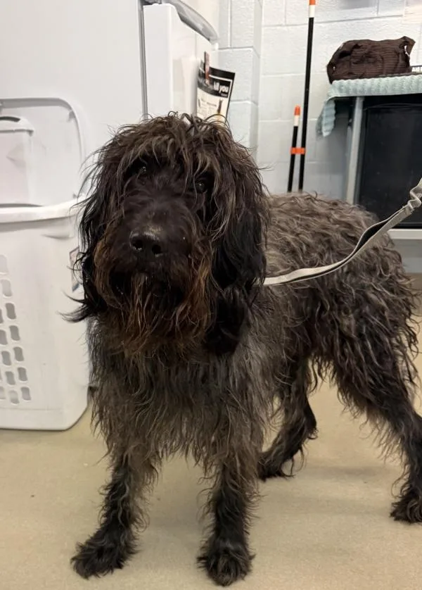 An adult large-sized male Labradoodle dog named Pluto for adoption in Millersville, MD