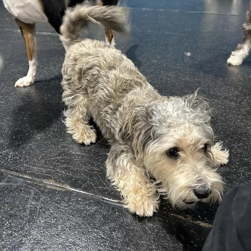 An adult small-sized male Gray / Blue / Silver Miniature Schnauzer dog named Phil Collins for adoption in Oceanside, CA