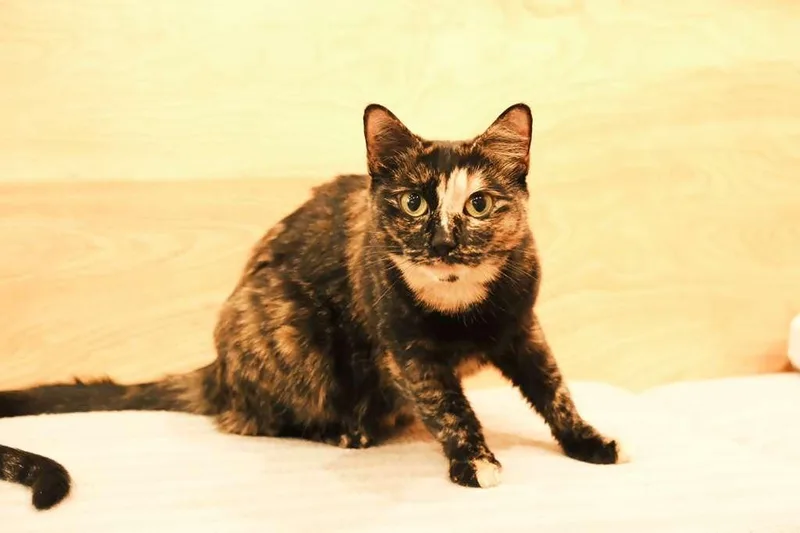 A young medium-sized female Domestic Short Hair cat named Sugar for adoption in South Ozone Park, NY