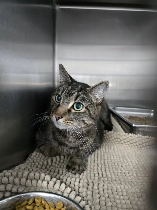 An adult large-sized male Tabby (Buff / Tan / Fawn) Domestic Short Hair cat named Taz for adoption in Prineville, OR