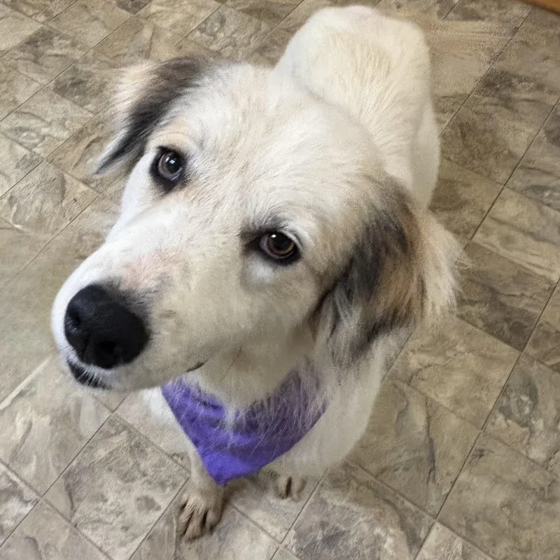 An adult medium-sized female Sable Great Pyrenees dog named Khloe for adoption in Pilot Point, TX