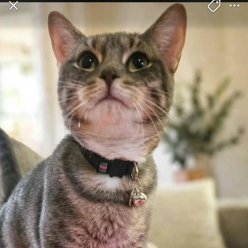 An adult medium-sized female Tabby (Gray / Blue / Silver) Domestic Short Hair cat named Georgia for adoption in DuBois, PA