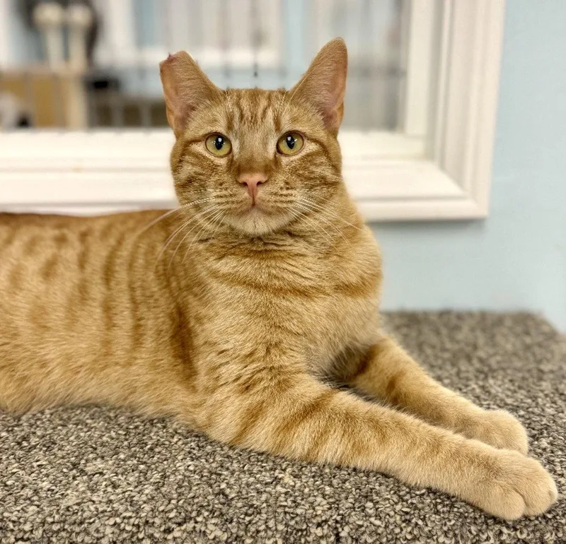 A young medium-sized male Orange / Red Domestic Short Hair cat named O'riley for adoption in West Hills, CA
