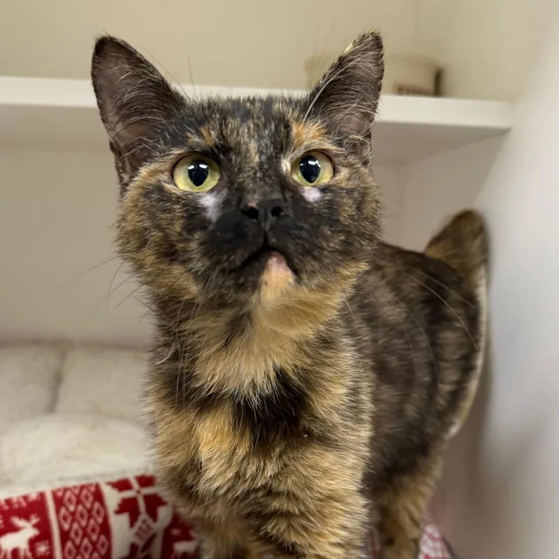 A young small-sized female Tortoiseshell Domestic Short Hair cat named Sinclair for adoption in Stillwater, OK