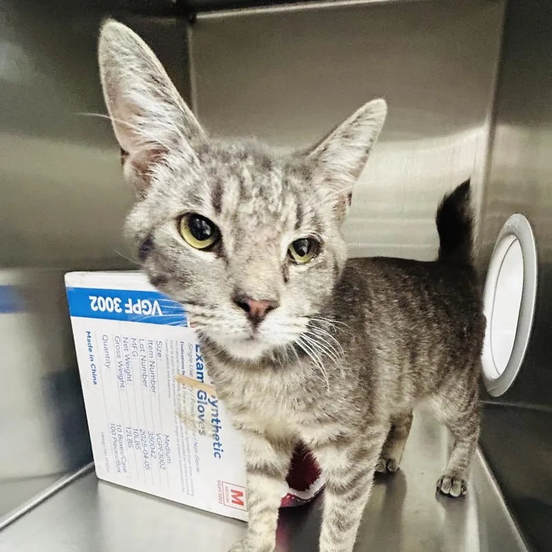 An adult medium-sized male Gray / Blue / Silver Domestic Short Hair cat named Tadpole Tim for adoption in East Smithfield , PA