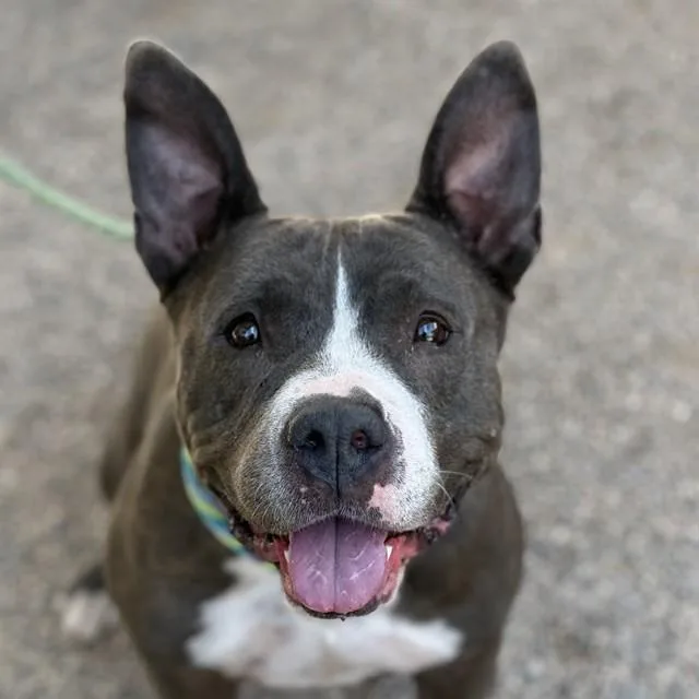 An adult large-sized female Pit Bull Terrier dog named Allie for adoption in Tucson, AZ