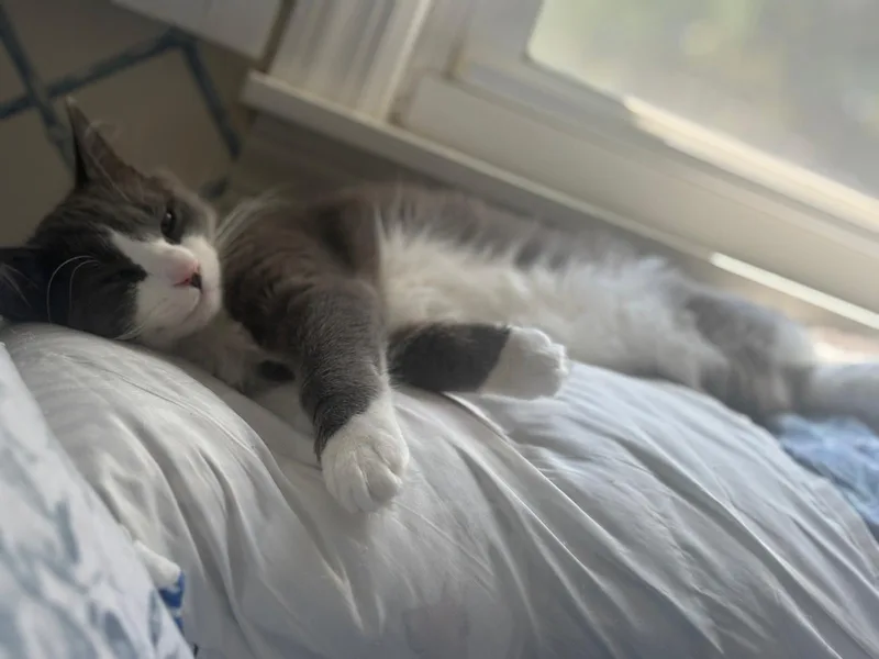 A baby medium-sized female Gray & White Domestic Long Hair cat named Anabelle for adoption in Albany, NY