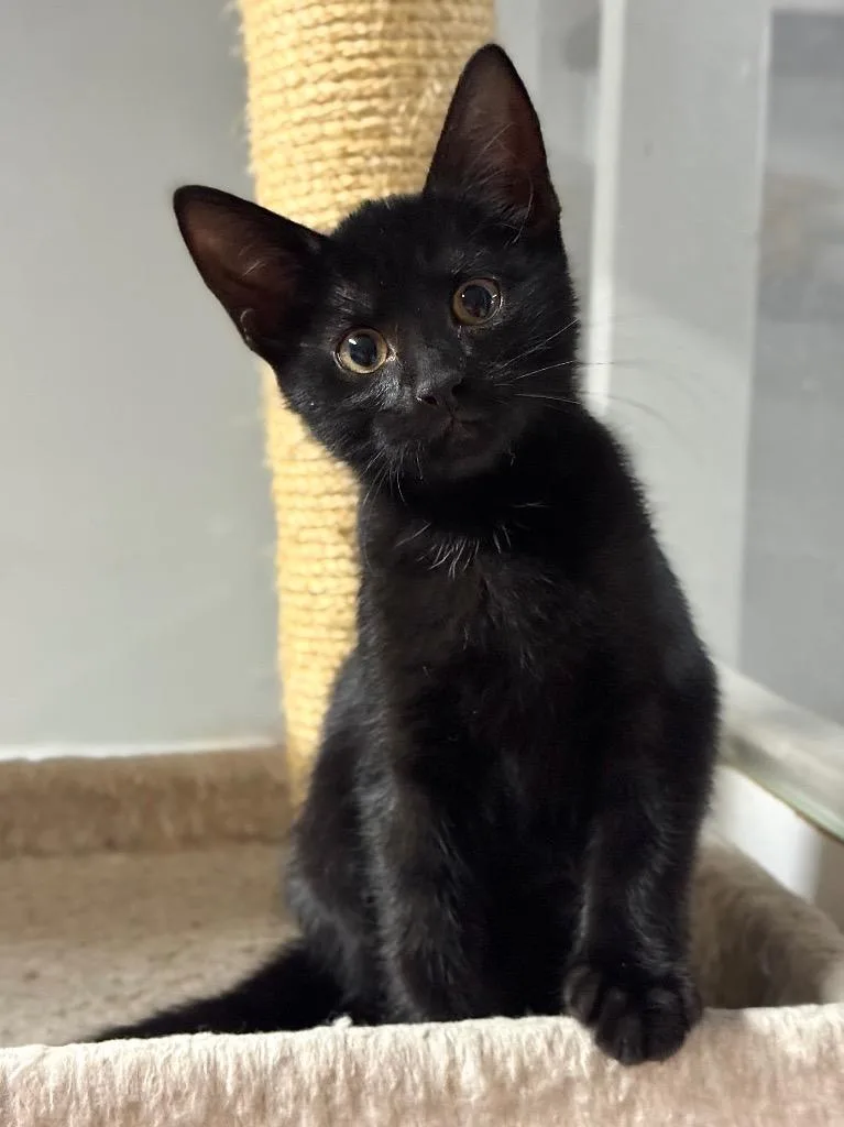 A baby small-sized female Domestic Short Hair cat named Taffy for adoption in Canyon Lake, TX