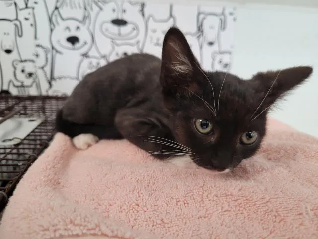 A baby small-sized male Domestic Short Hair cat named Pancake for adoption in San Pedro, CA