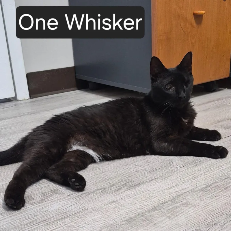 A senior large-sized male Domestic Short Hair cat named One Whisker for adoption in SNOW HILL, NC