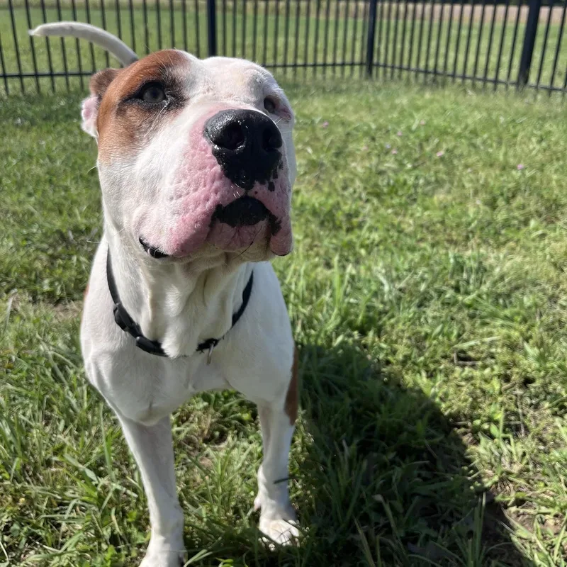 An adult large-sized male American Bulldog dog named Spots for adoption in West Jefferson, OH