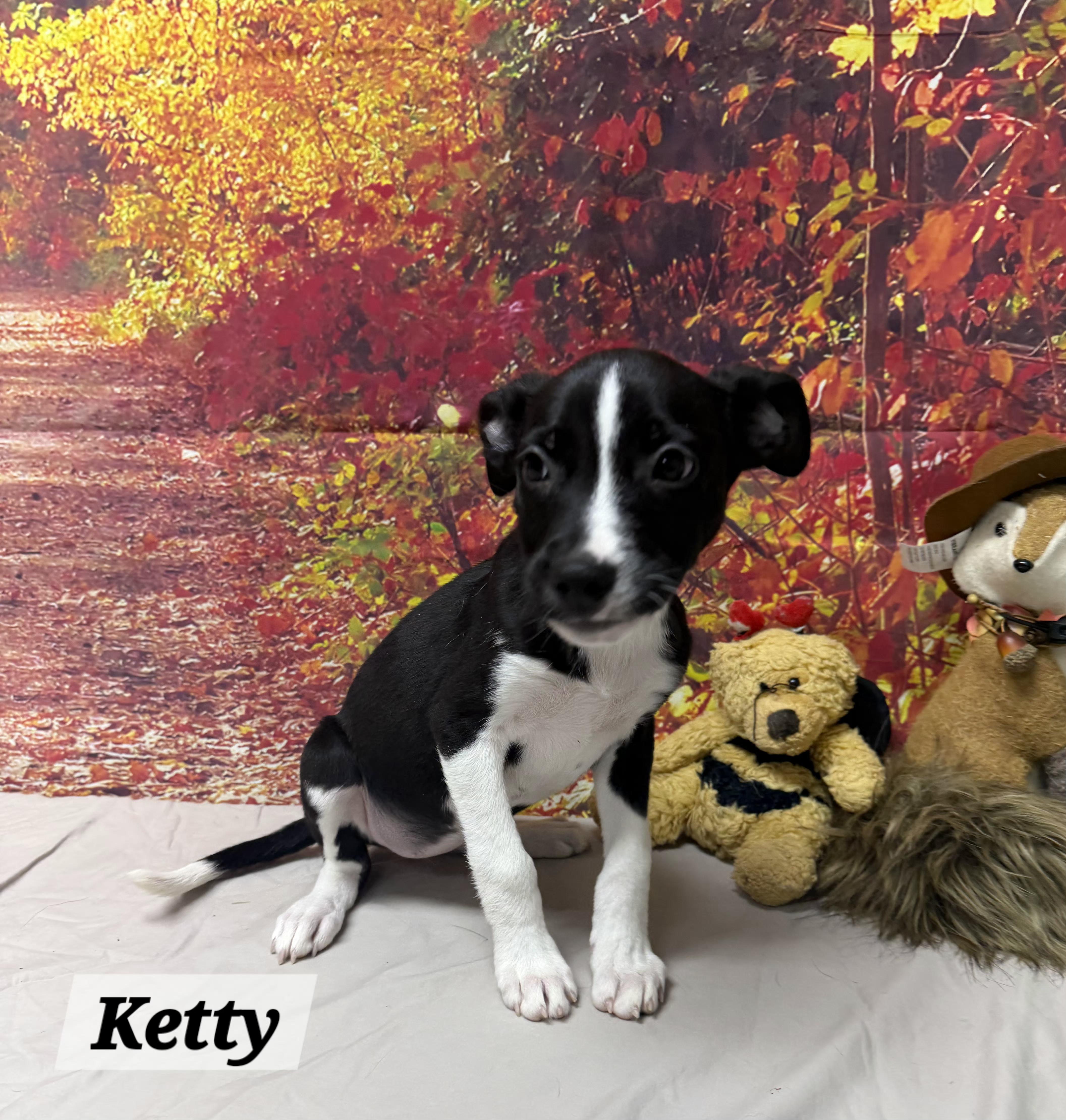 A baby medium-sized female Black Beagle dog named Ketty for adoption in Urbana, OH