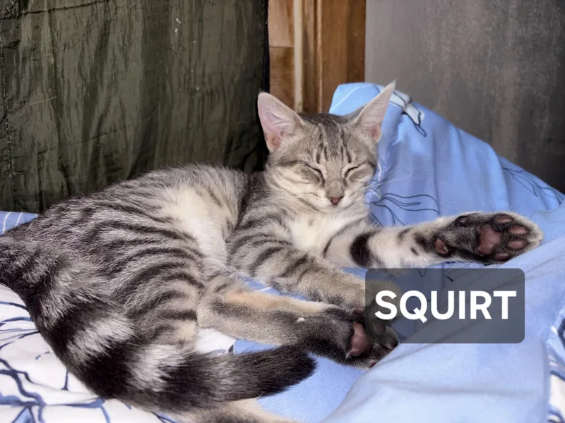 A young medium-sized male Gray / Blue / Silver Tabby cat named Squirt for adoption in Windom, MN