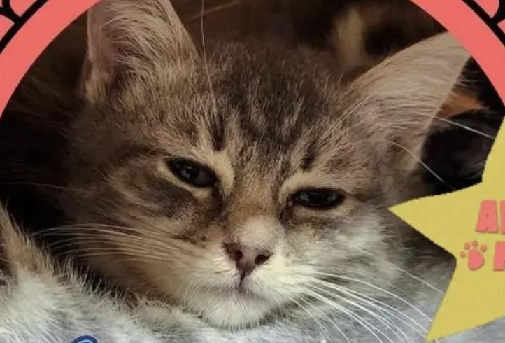 Meowranda Lambert thumbnail 3