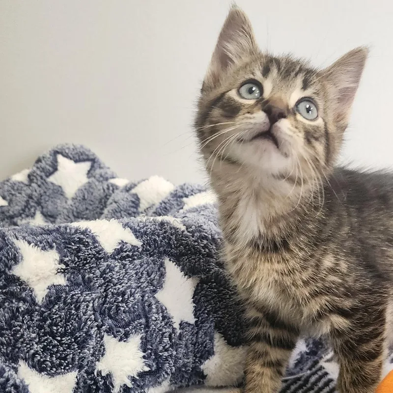 A baby small-sized male Brown / Chocolate Domestic Short Hair cat named Pluto for adoption in Toledo, OH