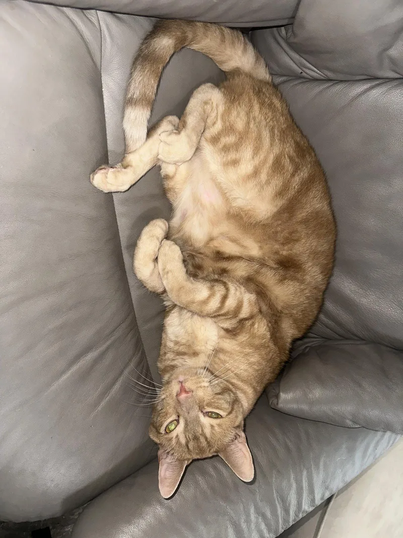 A young medium-sized male American Shorthair cat named Zeus for adoption in Naples, FL