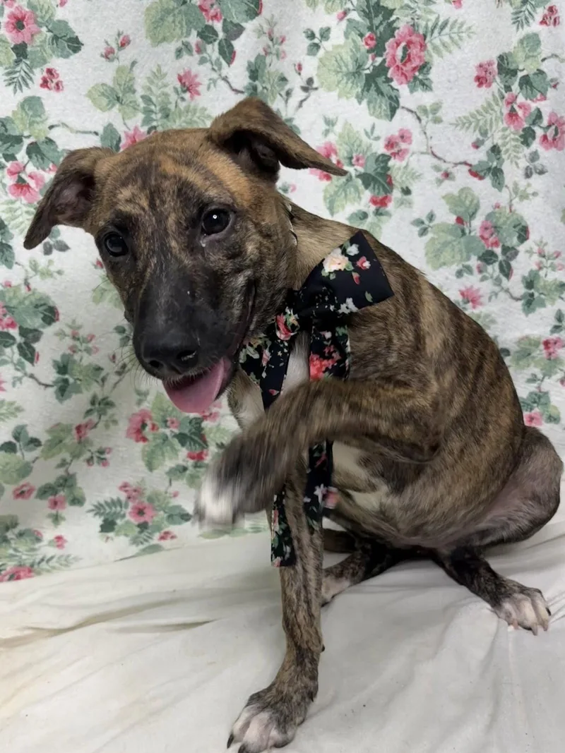 A young medium-sized female Pit Bull Terrier dog named Noodle for adoption in Wetumpka, AL