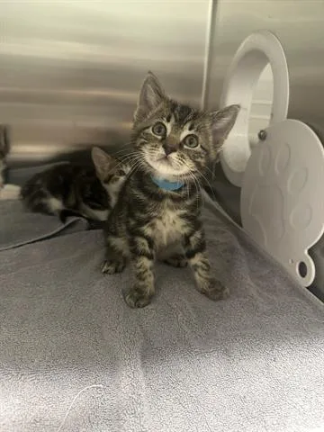 A baby small-sized male Domestic Medium Hair cat named Rome for adoption in San Martin, CA