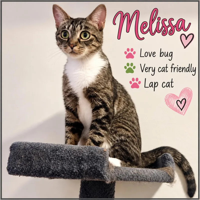 A young medium-sized female Tabby cat named Melissa for adoption in Greenville, DE