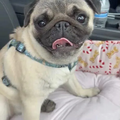 Chloe