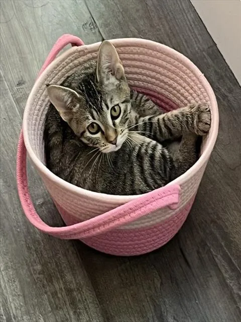 A baby small-sized female Domestic Short Hair cat named Sweet Felicia for adoption in Sacramento, CA