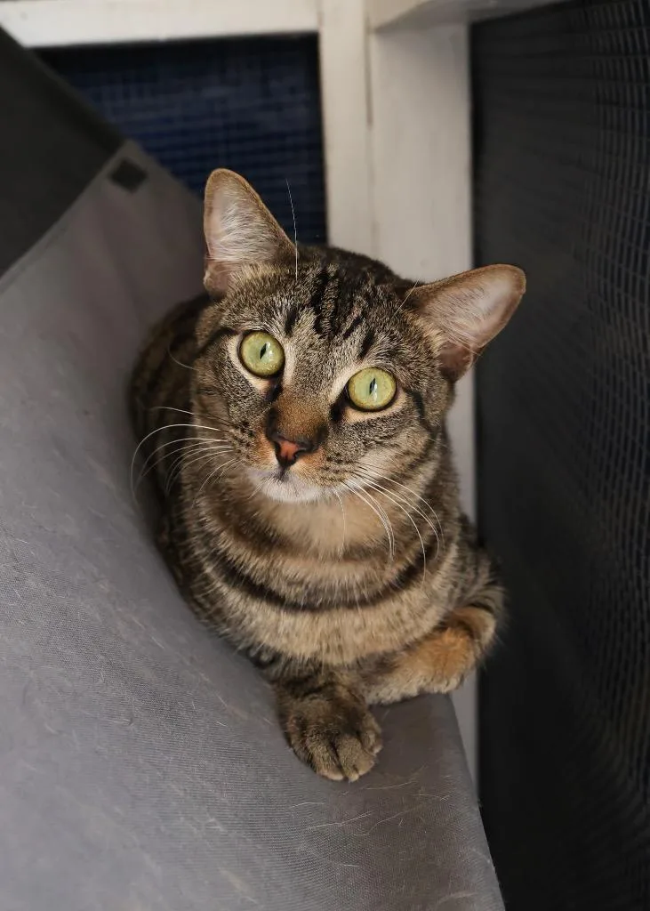 An adult medium-sized male Tabby (Brown / Chocolate) Tabby cat named Luther for adoption in Mira Loma, CA
