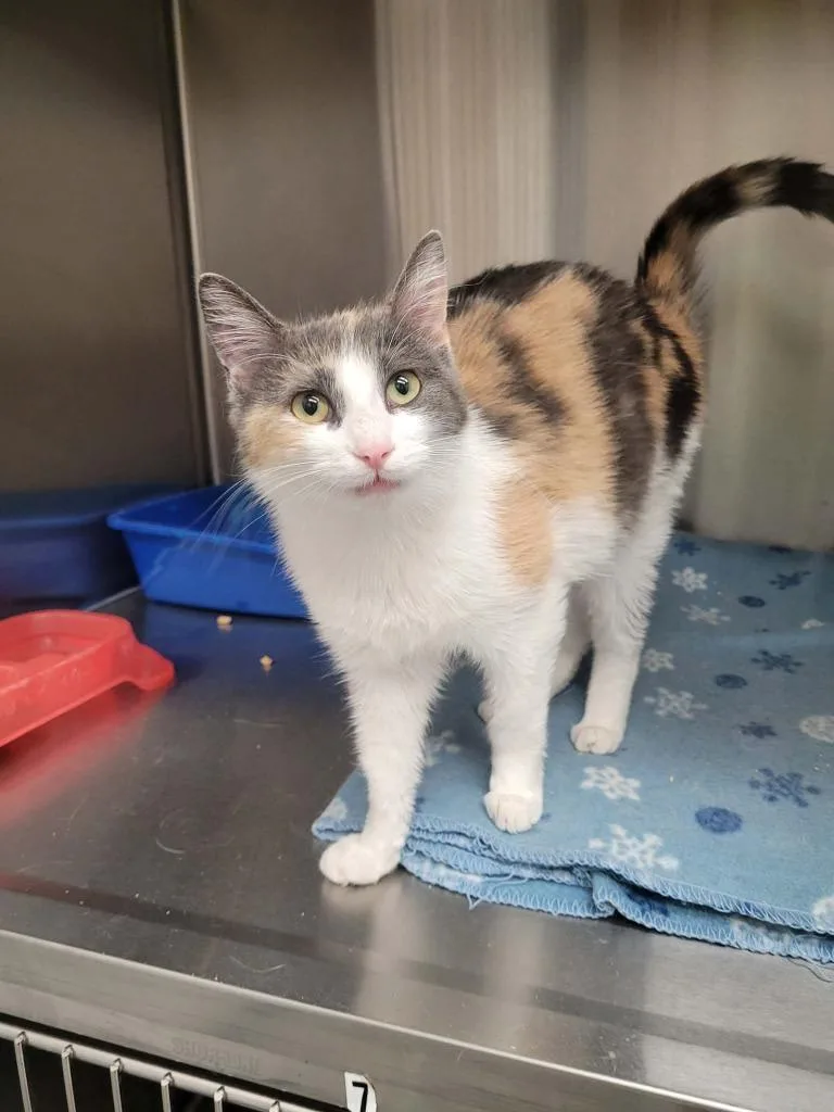 A young medium-sized female Domestic Long Hair cat named Arlington for adoption in Republic, MO