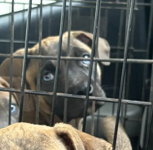 A baby large-sized male Catahoula Leopard Dog dog named Bluey for adoption in Decatur, GA