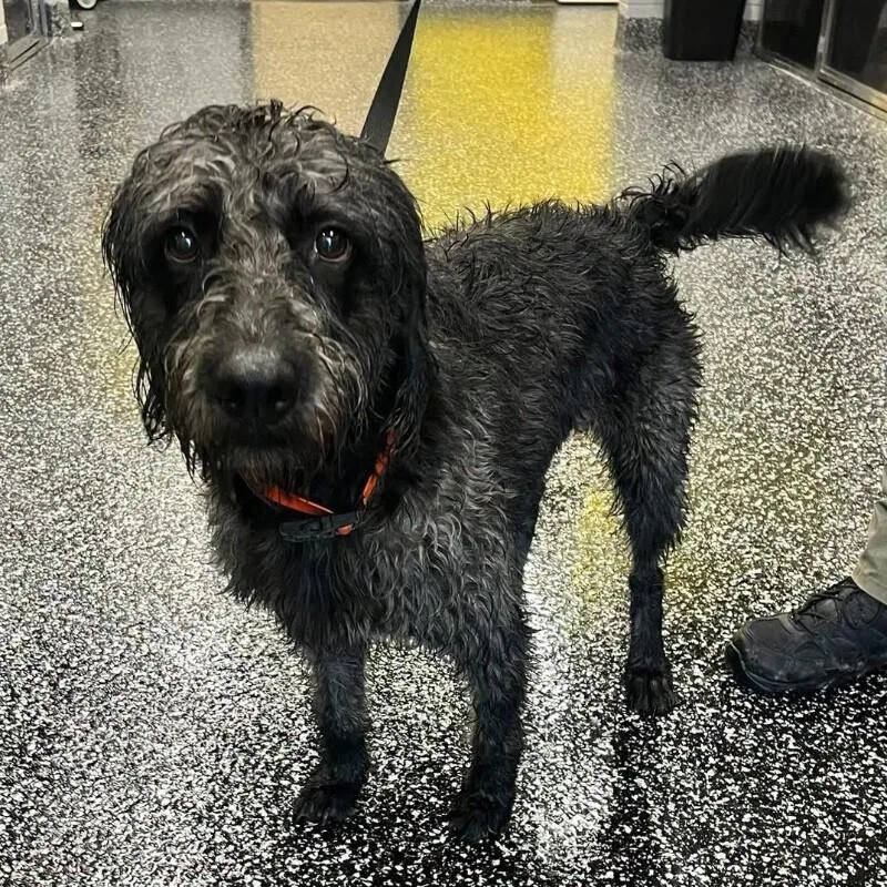 An adult medium-sized male Standard Poodle dog named Alfonso for adoption in Jackson, TN
