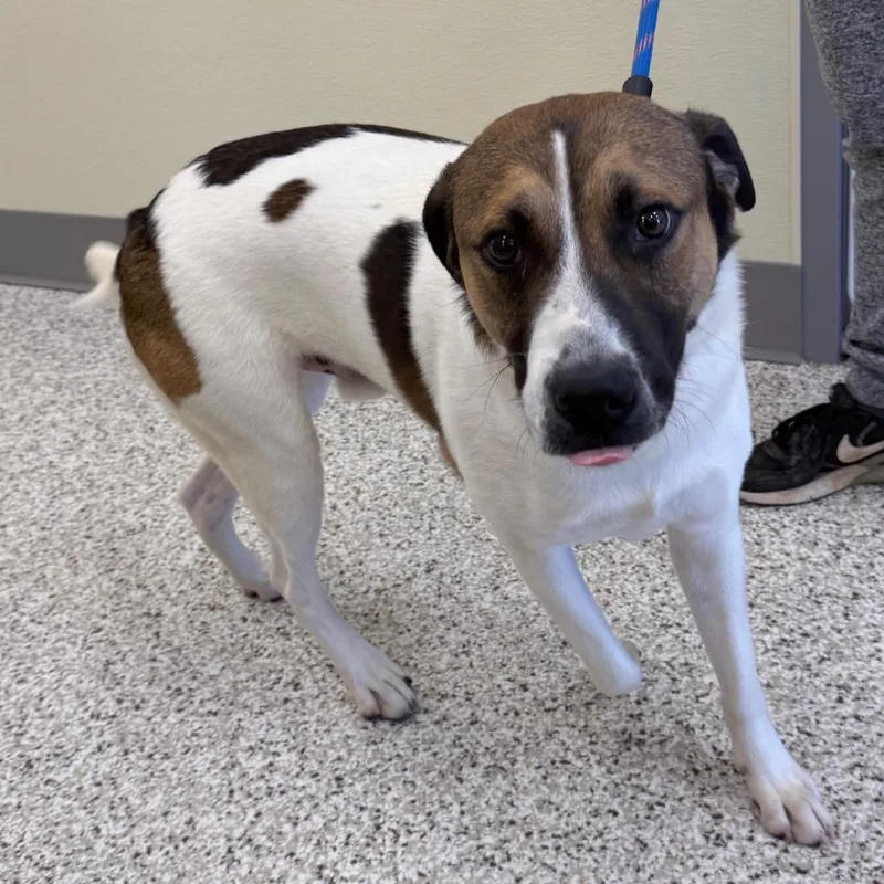 An adult large-sized male Hound dog named Myloh for adoption in Madisonville, TN