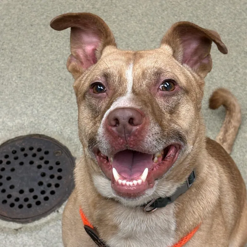 An adult medium-sized male Pit Bull Terrier dog named Beetlejuice for adoption in Birdsboro, PA