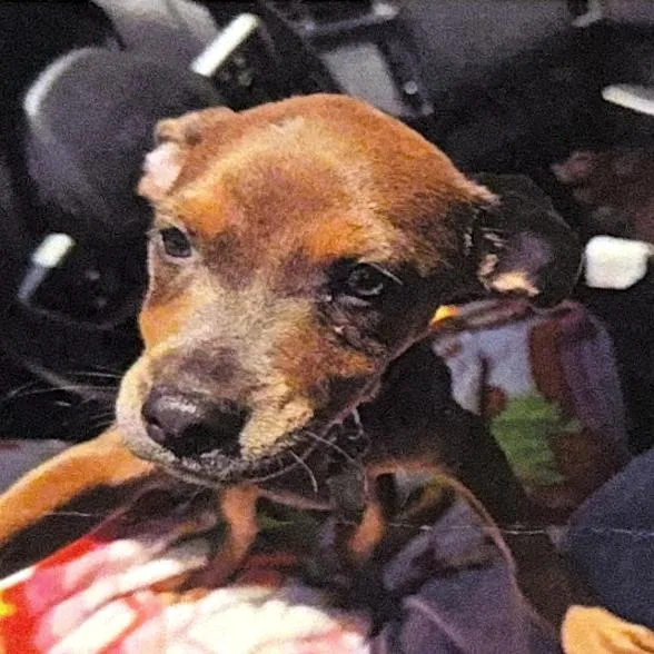 A baby small-sized male Brown / Chocolate Pit Bull Terrier dog named Higgins for adoption in San Antonio, TX