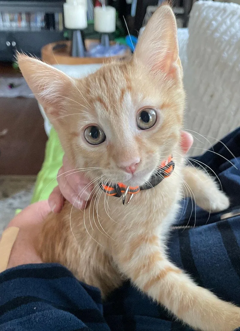 A baby medium-sized male Orange / Red Tabby cat named Tank for adoption in Island Lake, IL