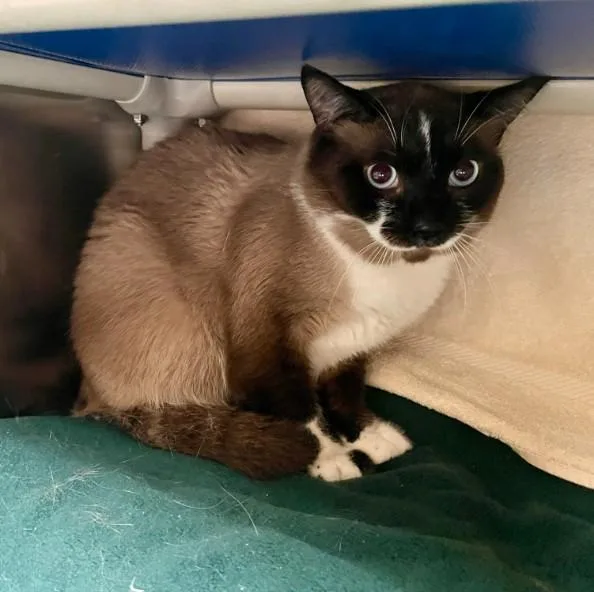 A young small-sized male Siamese cat named Rockefeller for adoption in Alameda, CA